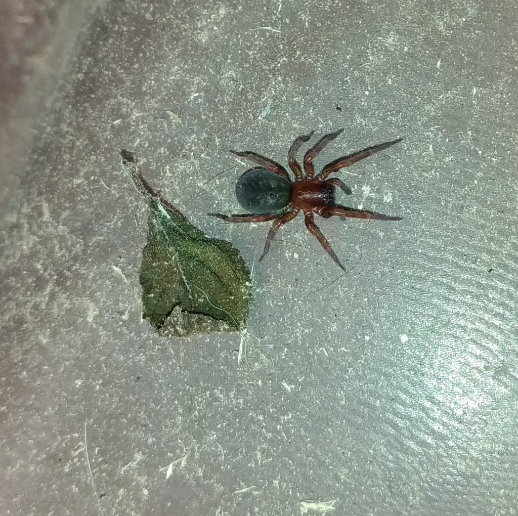 Amaurobius ferox - Ruffano (LE)
